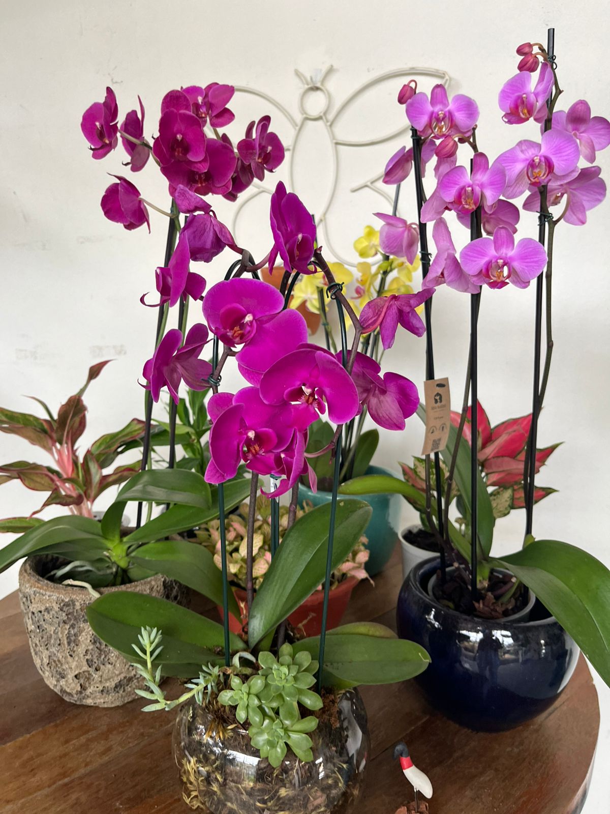 Orquídeas e plantas ornamentais no Viveiro Coqueiro